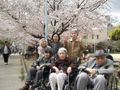 「ここから中川西」のお花見。桜を見にお出かけしました。