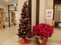 クリスマスツリー