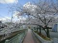 桜が満開に咲いている様子