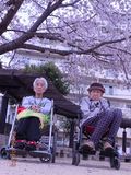満開の桜を背景に記念写真