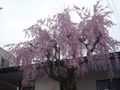 桜の木