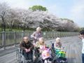 満開の桜を背景にした記念写真