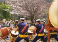 「シニアグランドホーム ブルーメンハイム・トーホー」の桜祭り。春の恒例イベント。