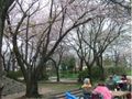 ベストライフ金沢のお花見。スタッフが付き添いますので、車いすの方々も安心して外出していただけます。