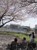 「百ねん庵桜」の花見。