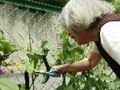野菜と白髪の人間