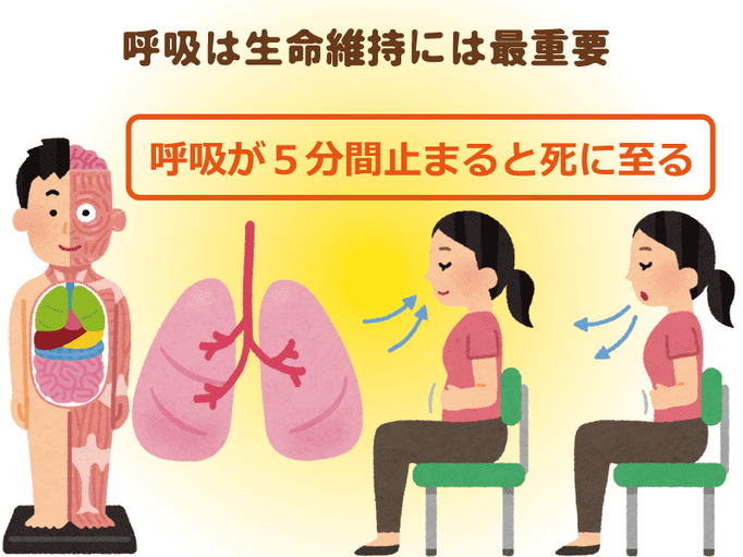 正しい呼吸は長寿の秘訣 理学療法士が教えるお手軽 横隔膜 トレーニング 介護の教科書 みんなの介護 正しい呼吸は長寿の秘訣 理学療法士が教えるお手軽 横隔膜 トレーニング 介護の教科書 みんなの介護