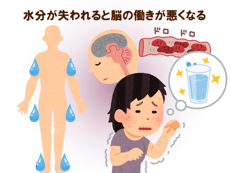 水分が失われると脳の働きが悪くなる