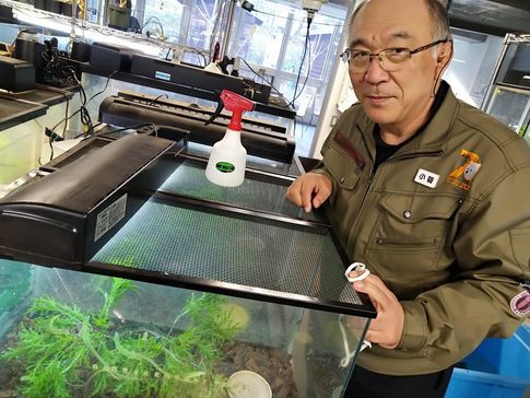 絶滅危惧種である「ミヤコカナヘビ」の繁殖風景