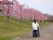 桜が咲く土手をスタッフと一緒に散歩している施設の入居者の様子