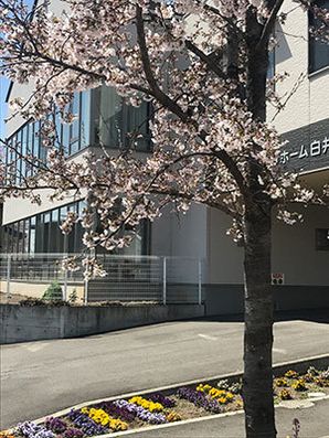 ベテスダホーム白井城の花々