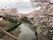 川の両サイドには桜の木があり、満開に花が咲いている。空は曇っていて、水面にも桜の木が映っている。