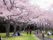 桜の花が咲いている公園内の写真。施設近くの公園でくつろいでいる人々