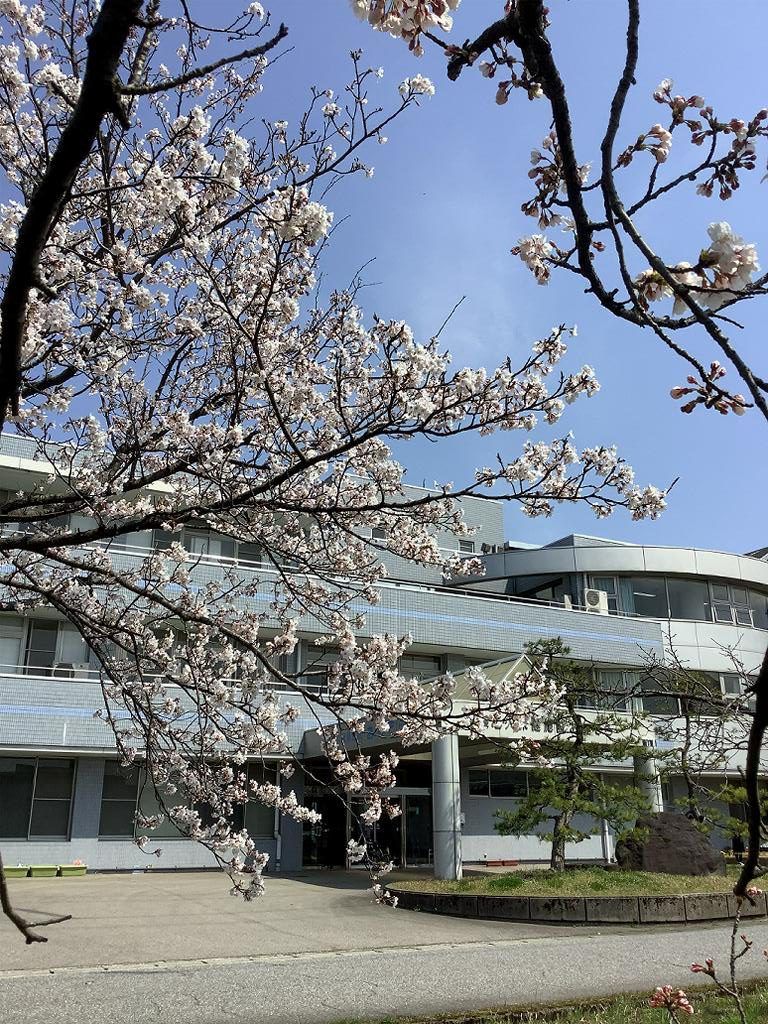 桜と建物の風景