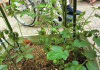 緑豊かな植物のある空間