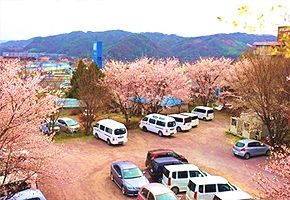 桜並木の駐車場風景