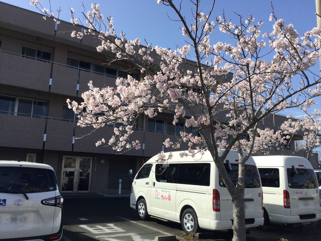桜の咲く駐車場