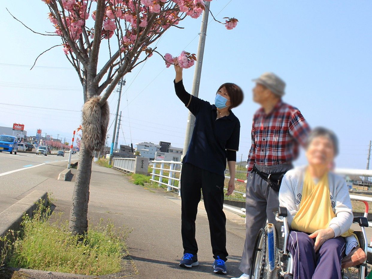 桜の木の下の散歩道