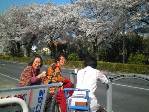 桜の木が咲いている道路