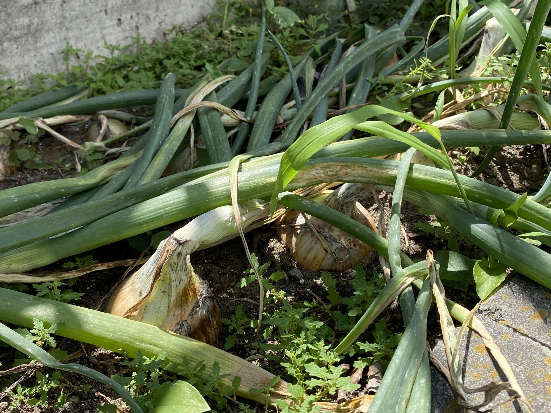間近に自然を感じられる家庭菜園