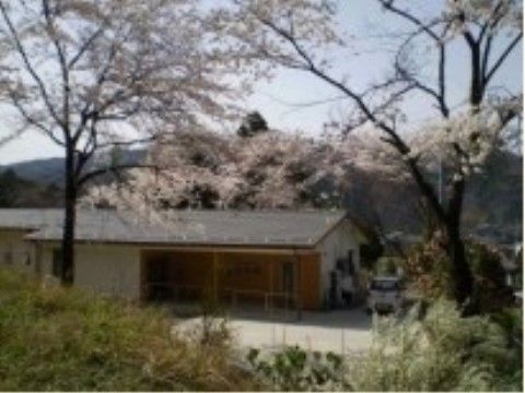 施設の周辺には、しだれ桜の木がたくさんある。天気のよい満開の時期には、花見に出かけてお楽しみいただける。