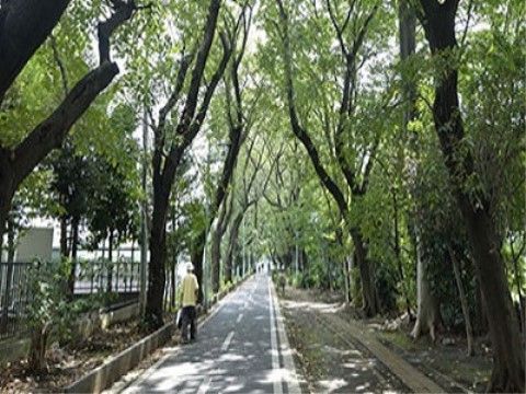 遊歩道の外観である。直線に伸びる道を人が歩いており、両側には緑の木々が並んでいる。道には木漏れ日が差し込んでいる。