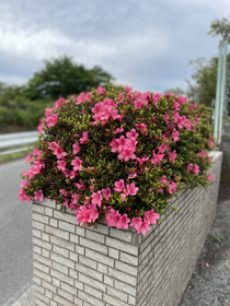 花壇のあるエントランス