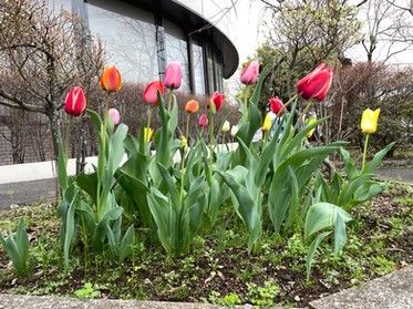 カラフルなチューリップの花壇