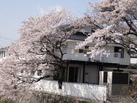 満開の桜の木に囲まれている、瓦屋根で2階建ての施設外観