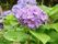 施設にはいろんな植物が植えられている。つゆには紫陽花が咲いている。紫で鮮やかできれいな色をつけている。