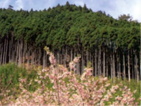 濃い緑の杉が密集して生える山をバックに、淡いピンク色の花を咲かせている木