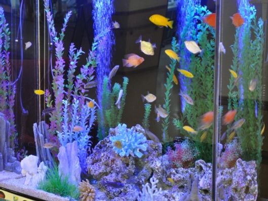 アクアリウム