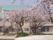 奥にうす緑色の屋根が付いた、建物がある。その周囲にたくさんの桜の木が植わっている。桜の花がいっぱい咲いている。