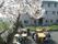 お花見の様子。手前に満開の桜の花が写っている。その向こう側にテーブルが４台あり、入居者様たちが座っている。