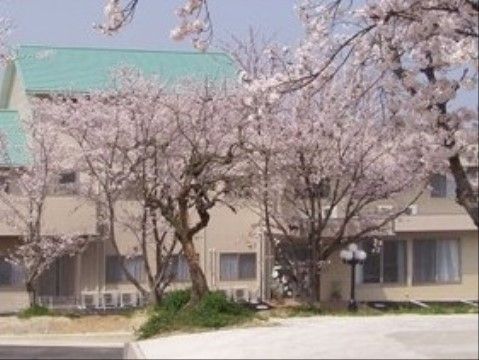 満開の桜の木々の奥には、緑色の屋根とベージュ色の壁の建物