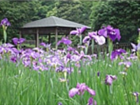 しょうぶが咲き誇る都市公園が近くにある。ご家族様との外出や日々の散歩などで自然を楽しむことができる。