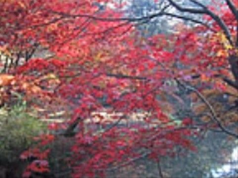 近くにある都市公園では、秋になると紅葉を楽しむことができる。季節によってさまざまな自然と触れ合うことができる。