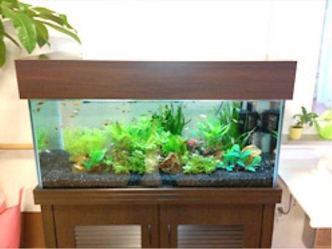 様々な種類の水草が配置され、小さな熱帯魚が泳いでいる四角い水槽