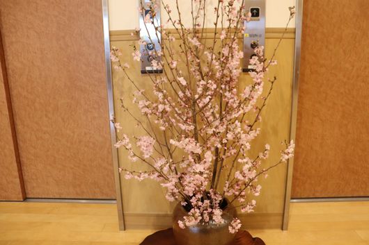 桜