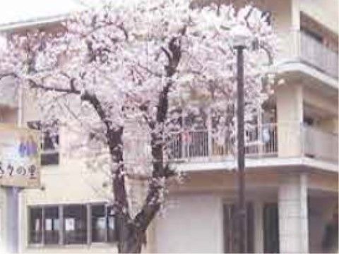 建物の周囲には樹木が隣接している。季節折々の緑と眺めに接する場所があり、散歩や散策を楽しむことができる。