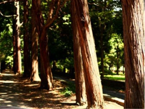 植物公園の周囲は、ほどよく日差しを遮る木々が立ち並んでいる。入居者様の日々の散歩コースとして気軽に利用できる。