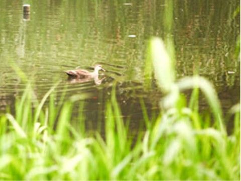 施設の近くにある公園では、池で泳ぐ野鳥の姿を見ることができる。まったりと散歩をしながらお過ごしいただける。