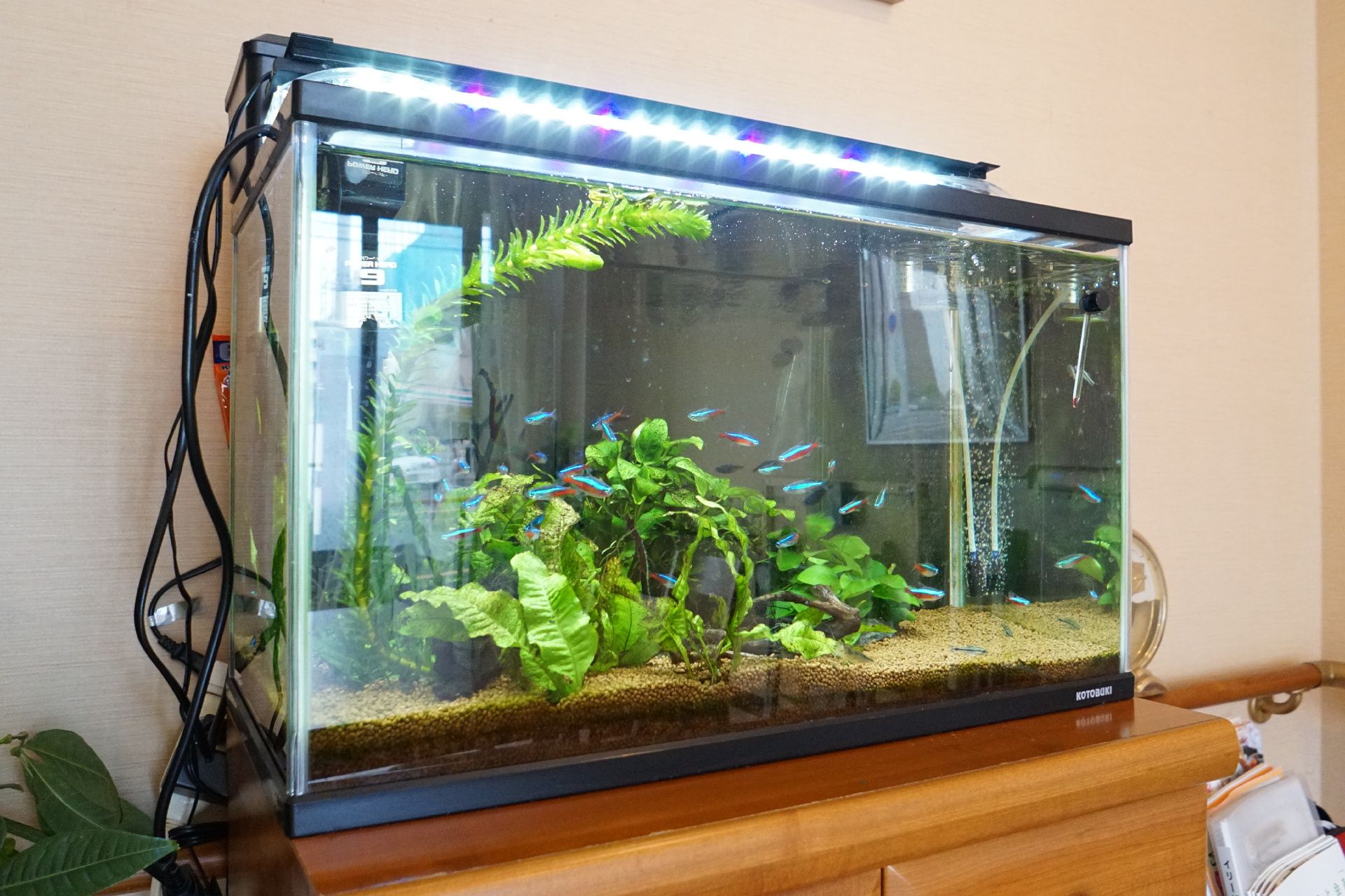 棚の上に設置された小魚が泳ぐ水槽
