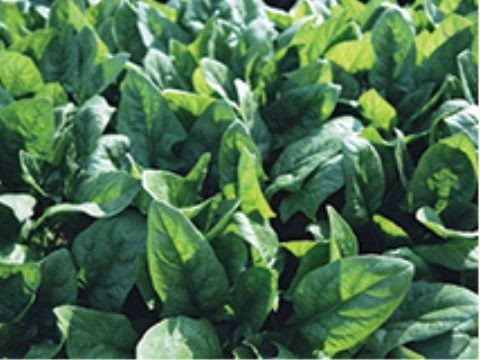 画面いっぱいに写し出されている家庭菜園の野菜の緑の葉