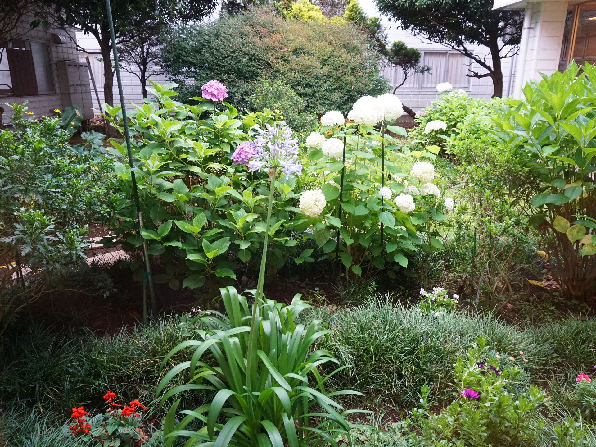 たくさんの花、植物が植えられ、入居者の心を和ませる場となっている中庭