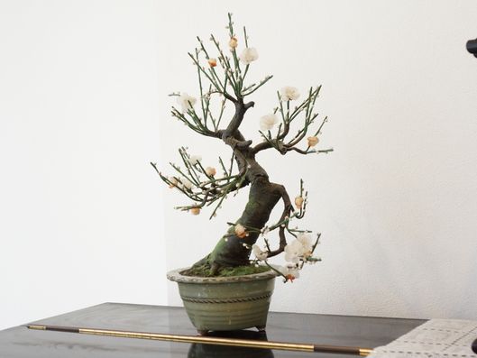 梅の盆栽