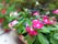 プランターの花は、白と紫の混じった花である。小さな花ビラがつらなって、とてもかわいらしい外見である。