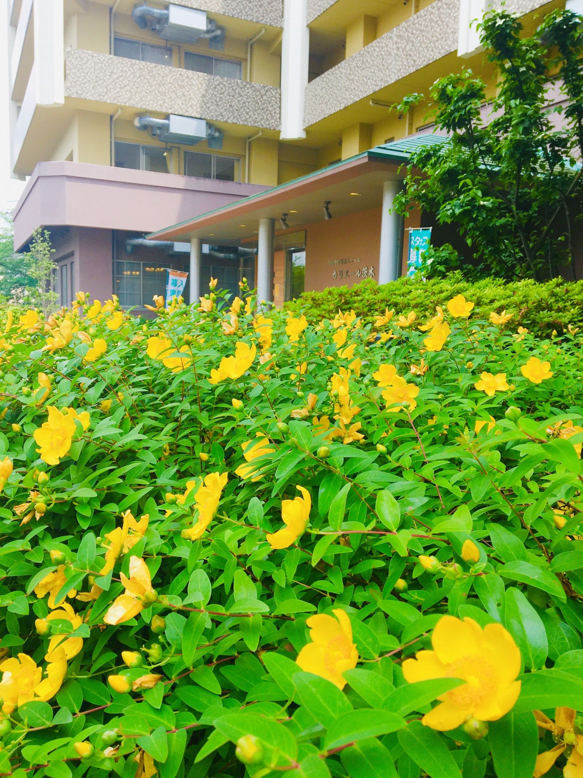 花が咲く居室外観