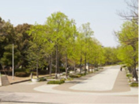広い通路の両側に、大きな木が並んでいる。公園内にはほかにも芝生広場やシャクヤク園、水辺広場などがある。