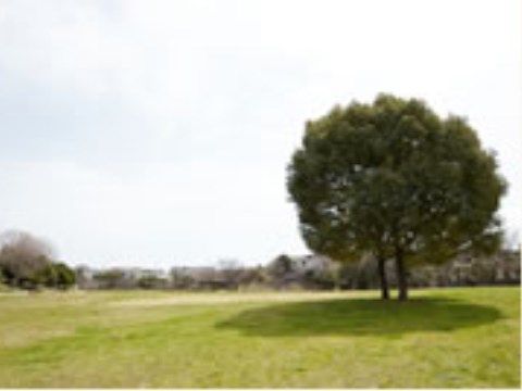芝生の上に、大きな木が生えている。広い公園の中には散歩道も整備されており、健康遊具も設置されている。園内には多目的トイレもある。